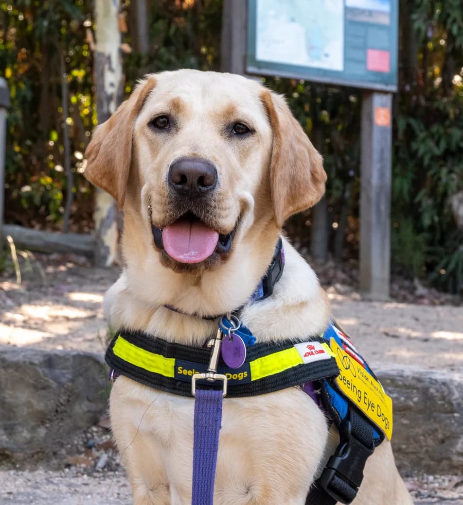 A Seeing Eye Dog wearing a Seeing Eye Dogs harness.